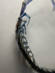 Scolopendra viridis