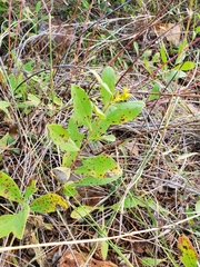 Solidago radula