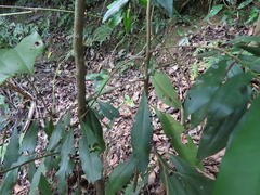 Ardisia quinquegona