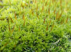 Syntrichia montana