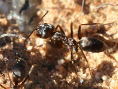 Dorymyrmex