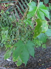 Momordica cochinchinensis