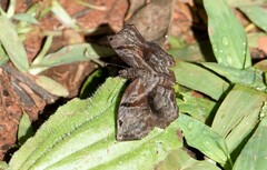 Helias phalaenoides
