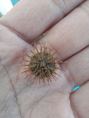 Echinoidea