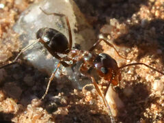 Dorymyrmex