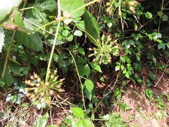 Eleutherococcus trifoliatus setosus