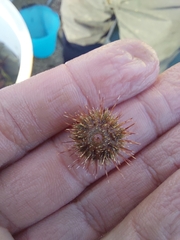 Echinoidea