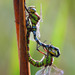 Southern Hawker - Photo (c) Erland Refling Nielsen, some rights reserved (CC BY-NC)