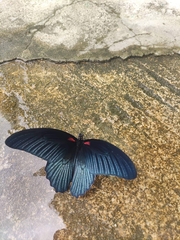 Papilio memnon agenor