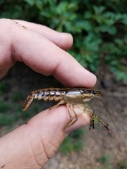 Procambarus ouachitae