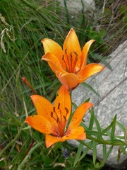 Lilium bulbiferum