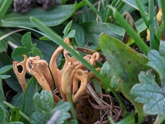 Clavulinopsis