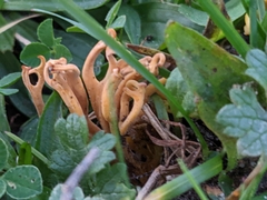 Clavulinopsis