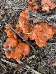 Cantharellus coccolobae