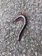 Cormocephalus nitidus