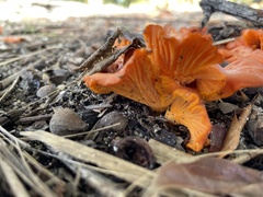 Cantharellus coccolobae