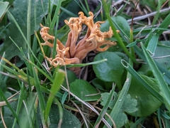 Clavulinopsis