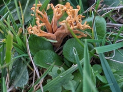 Clavulinopsis