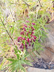 Lobelia polyphylla