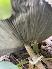 Chlorophyllum molybdites image