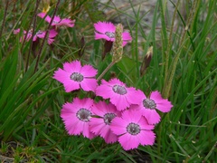 Dianthus pavonius