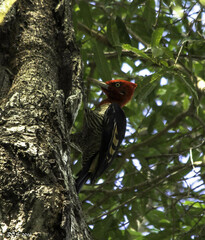 Campephilus robustus