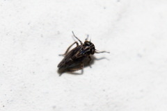 Agalliina
