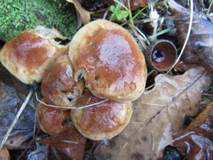 Hypholoma lateritium