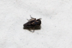 Agalliina
