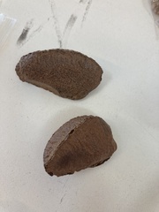 Bertholletia excelsa