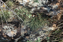 Ephedra monosperma