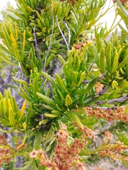 Heliotropium linariifolium