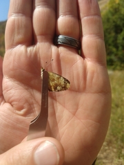 Phyciodes pulchella camillus