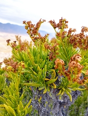 Heliotropium linariifolium