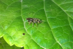 Nannotrigona perilampoides