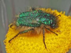 Hopliini