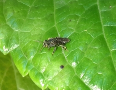 Nannotrigona perilampoides