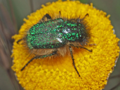 Hopliini