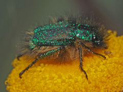 Hopliini