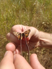 Phyciodes pulchella camillus