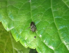 Nannotrigona perilampoides