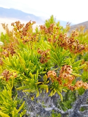 Heliotropium linariifolium