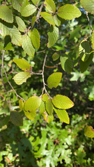 Ulmus crassifolia