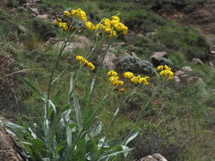 Senecio macrospermus