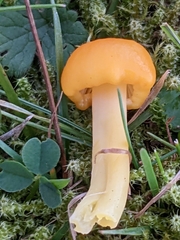 Hygrocybe ceracea