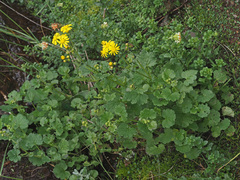 Cineraria dieterlenii