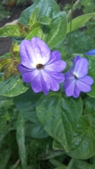 Browallia americana