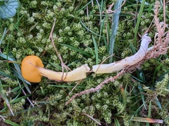 Hygrocybe ceracea