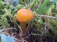 Hygrocybe ceracea
