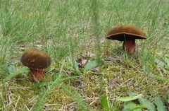 Neoboletus